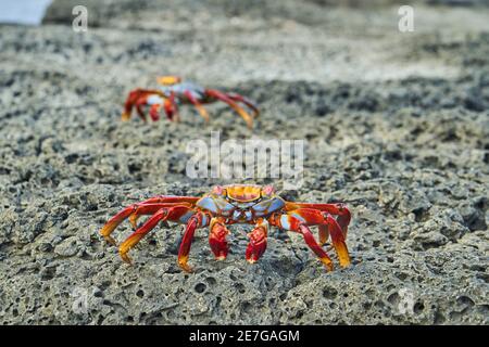 Red Rock Crab , Grapsus grapsus, auch bekannt als Sally Lightfoot Crab sitzt auf den Lavafelsen der galapagos-Inseln, Ecuador, Südamerika Stockfoto