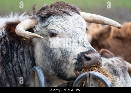 Englische Longhorn Kuh beim Heuessen Stockfoto