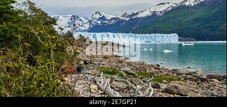 Blaues Eis des Perito Moreno Gletschers im Glaciers Nationalpark in Patagonien, Argentinien von weit weg mit türkisfarbenem Wasser des Lago Argentino, Sträuchern und d Stockfoto