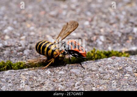 Vespula germanica, Europäische Wespe, Deutsche Wespe oder Deutsche Gelbweste füttert an Pyrrhocoris apterus, Feuerwanzen, rote Feuerwanzen, Linden, sap saugen, re Stockfoto