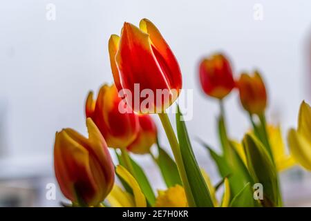 Tulpen und Narzissen, Blumenstrauß im Frühjahr