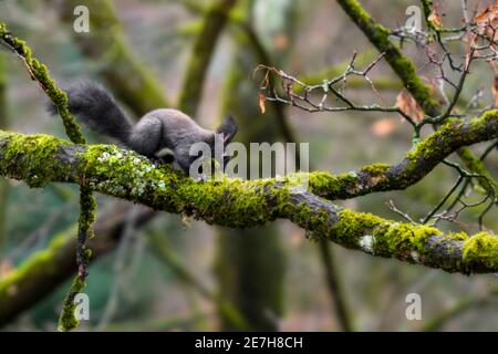 Die Wintervorbereitungen des wilden Eichhörnchens auf moosbedeckten Baum - Auge Ebene Stockfoto