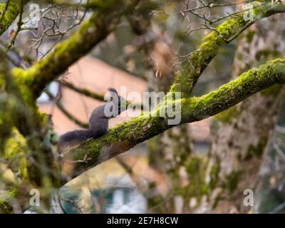 Die Wintervorbereitungen des wilden Eichhörnchens auf moosbedeckten Baum - Auge Ebene Stockfoto