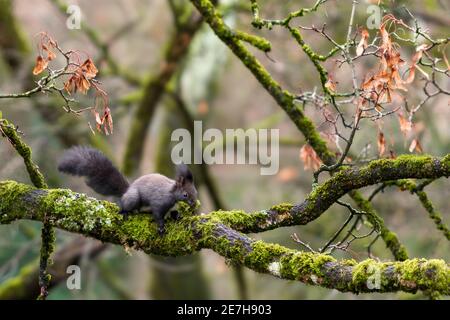 Die Wintervorbereitungen des wilden Eichhörnchens auf moosbedeckten Baum - Auge Ebene Stockfoto