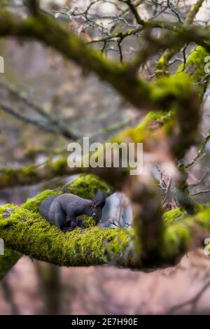 Die Wintervorbereitungen des wilden Eichhörnchens auf moosbedeckten Baum - Auge Ebene Stockfoto