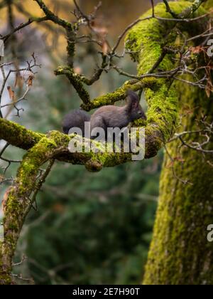 Die Wintervorbereitungen des wilden Eichhörnchens auf moosbedeckten Baum - Auge Ebene Stockfoto