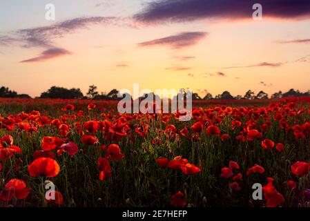 Atemberaubende Sommer orange Abend Sonnenuntergang über Landschaft Mohn Blumenfeld Volle Hunderte von wilden hellen lebendigen natürlichen roten Mohnblumen glühen Sonnenstrahlen Stockfoto