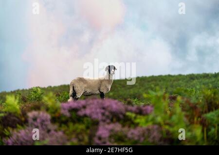 Allein im Peak District stand ein einsam stehender Schaframm mit Hörnern Landschaft mit lila wilden Heidekraut grün Laub Blick in Richtung Kamera Schöner Farbhimmel Stockfoto