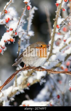 Robin (Erithacus rubecula) im Schnee, Northumberland, Großbritannien Stockfoto
