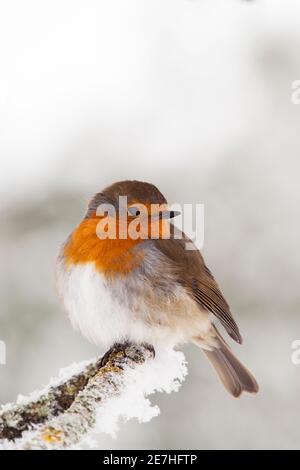 Robin (Erithacus rubecula) im Schnee, Northumberland, Großbritannien Stockfoto