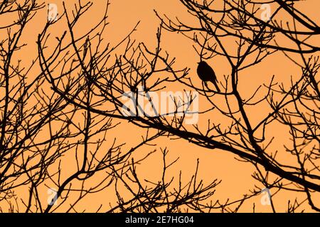 Robin (Erithacus rubecula) Silhouette in der Abenddämmerung, Northumberland, Großbritannien Stockfoto