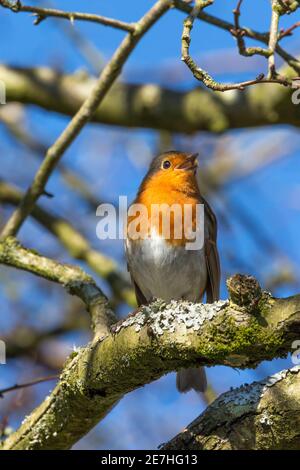 Robin (Erithacus rubecula), Dumfries & Galloway, Großbritannien Stockfoto