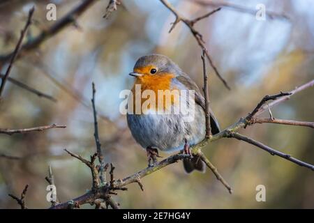 Robin (Erithacus rubecula), Dumfries & Galloway, Großbritannien Stockfoto