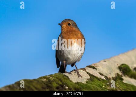 Robin (Erithacus rubecula), Dumfries & Galloway, Großbritannien Stockfoto