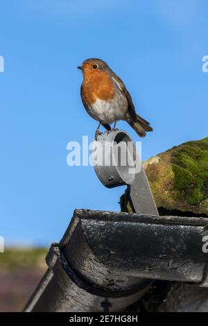 Robin (Erithacus rubecula), Dumfries & Galloway, Großbritannien Stockfoto
