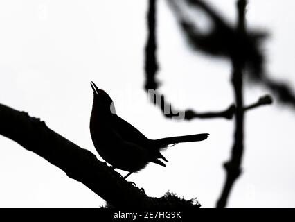 Robin (Erithacus rubecula) singt, Northumberland Nationalpark, Großbritannien, Stockfoto