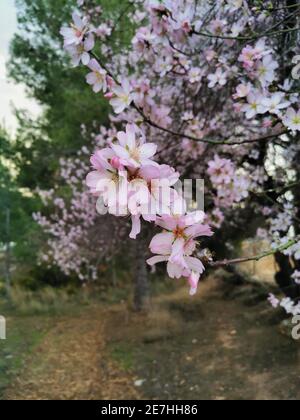 Kirschblüten im valle del jerte, Frühling in Spanien Stockfoto