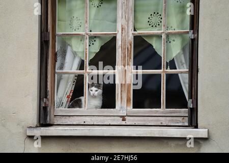 Nette wissbegierige weiße Katze saß im Haus und schaute aus Alte hölzerne Wetter abgenutzten Fensterrahmen Blick auf die Menschen vorbei Bei Steinhütte während des Tages Stockfoto