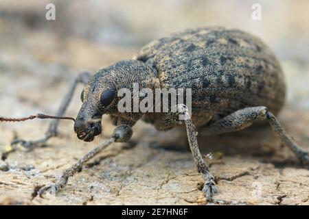 Nahaufnahme eines der vielen kleinen Käfer, Liophloeus tesulatus Stockfoto