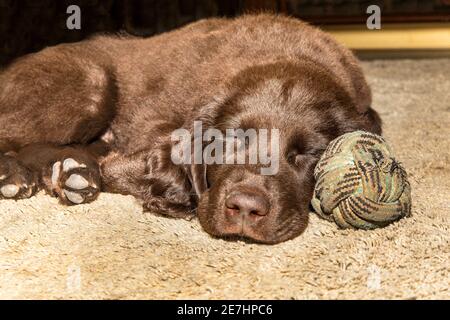 Der Welpe liegt neben einem Ballon. Braun flach beschichtete Retriever Welpen schlafen auf dem Boden. Hundeauflage. Schlafender Welpe. Junger Jagdhund. Stockfoto