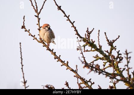 Eurasischer Baumsperling Vogel auf einem Ast (Passer montanus) Stockfoto