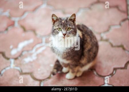 Schöne dreifarbige Kitty Rest auf dem roten Fliesenboden im Winter. Katze entspannen im Freien. Stockfoto