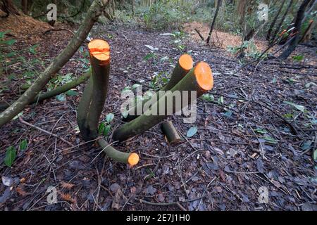 Coppicing Lorbeer (mit Beschnittfarbe aufgetragen) Eine traditionelle Methode der Waldbewirtschaftung durch Schneiden von Ästen zu Fördern Sie neue Triebe aus den Wurzeln Stockfoto