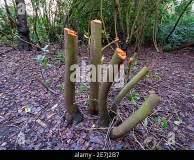 Coppicing Lorbeer (mit Beschnittfarbe aufgetragen) Eine traditionelle Methode der Waldbewirtschaftung durch Schneiden von Ästen zu Fördern Sie neue Triebe aus den Wurzeln Stockfoto