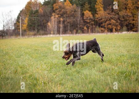 Jagd Hund über ein Feld in der Nähe eines Waldes auf der Suche nach dem richtigen Duft Spur. Cesky fousek, Barbu tcheck auf der Suche nach Spiel. Jagd auf Hunde Stockfoto