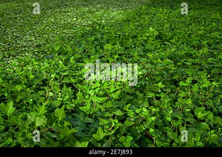 Efeu-Blätter, Hedera Helix Stockfoto