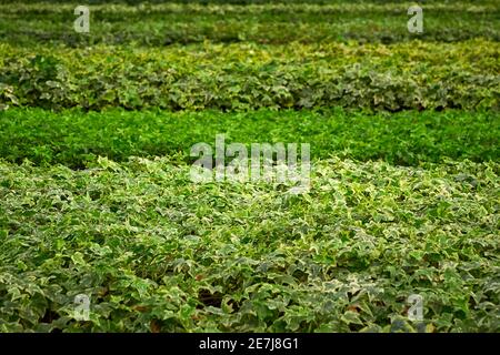 Efeu-Blätter, Hedera Helix Stockfoto