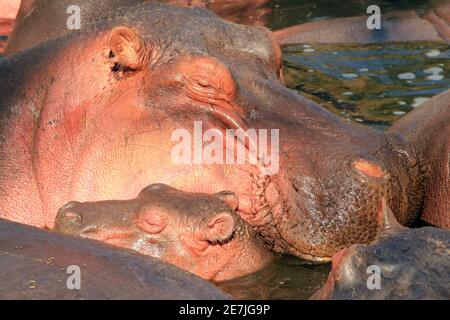 Hippopotamus (Hippopotamus amphibius) mit Kalb, der in einem Teich ruht. Serengeti, Tansania Stockfoto