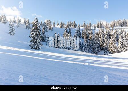 Winterlandschaft mit schneebedecktem Fichtenwald in Bergen mit klarem blauen Himmel. Stockfoto