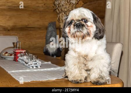 Porträt eines Shih Tzu, aufgenommen auf Küchentisch. Shih Tzu vorne. Schmutziger Hund auf dem Tisch. Stockfoto