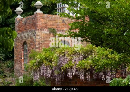 Wisteria Floribunda Rosea im Stone House Cottage Garden Stockfoto