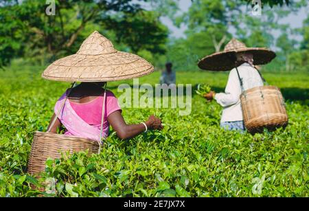 Großer Bambushut und Sammelkorb aus Bambus gewebt von Frau Ernte Teeblätter auf Plantage in der Nähe Jorhat, Assam, Indien getragen. Stockfoto