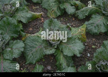 Frost auf einer Ernte von selbst angebauten Bio-Winterkohl Pflanzen (Brassica oleracea 'Noelle') Der Anbau auf einer Zuteilung in einem Gemüsegarten auf dem Land Devon Stockfoto