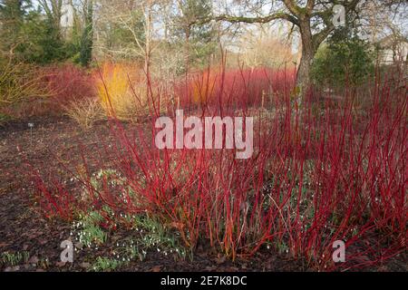 Leuchtend rote Winterstämme auf einem sommergrünen sibirischen Dogwood Strauch (Cornus alba 'Sibirica') Umgeben von Schneeglöckchen in einem Woodland Garden in Rural Devon Stockfoto