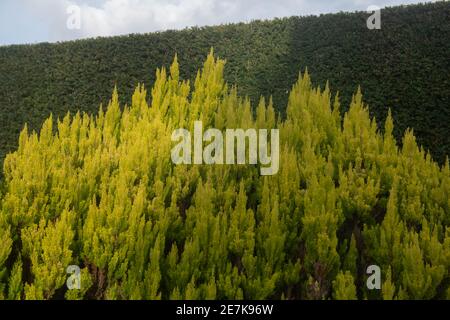 Leuchtend goldenes Gelb Evergreen Laub eines Baumheidestrauches (Erica arborea var. alpine f. aureifolia 'Albert's Gold) wächst vor einer Eibenheke Stockfoto