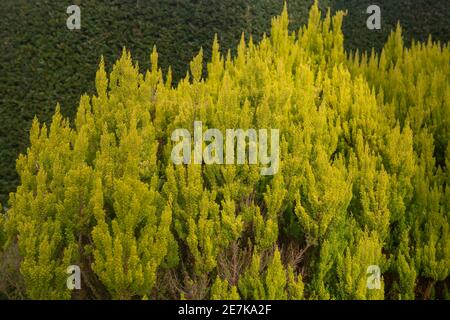 Leuchtend goldenes Gelb Evergreen Laub eines Baumheidestrauches (Erica arborea var. alpine f. aureifolia 'Albert's Gold) wächst vor einer Eibenheke Stockfoto