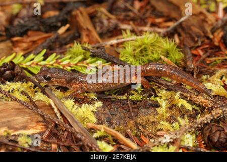 Die gemeine Ensatina, Ensatina eschschschscholtzii oregonensis aus Nord-oregon Stockfoto