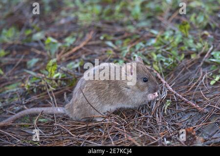 Brown Rat Nahrungssuche auf dem Waldboden. Stockfoto