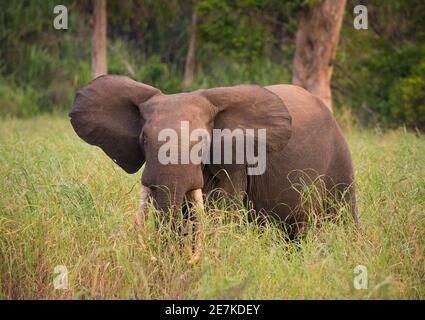 Afrikanischer Waldelefant (Loxodonta cyclotis) Männchen im langen Gras, Akaka, Loango National Park, Gabun. Stockfoto
