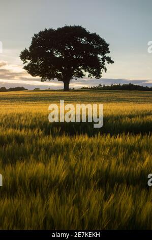 Gerstenfeld bei Sonnenuntergang mit Eiche am Horizont, in der Nähe von Stopham, South Downs National Park, West Sussex, England, Großbritannien. Juni Stockfoto