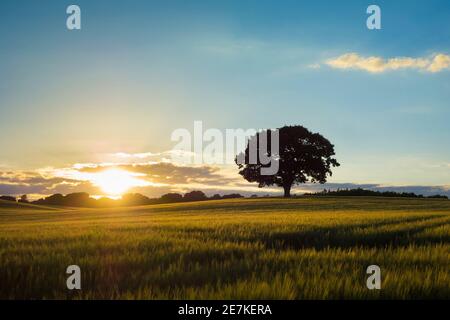 Gerstenfeld bei Sonnenuntergang mit Eiche am Horizont, in der Nähe von Stopham, South Downs National Park, West Sussex, England, Großbritannien. Juni Stockfoto