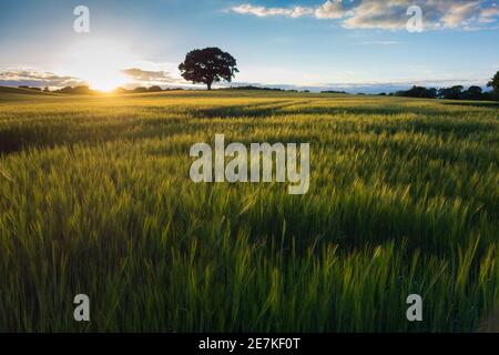 Gerstenfeld bei Sonnenuntergang, in der Nähe von Stopham, South Downs National Park, West Sussex, England, Großbritannien. Juni Stockfoto