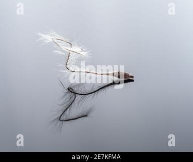 Makroaufnahme eines trockenen Samens von Reisenden Freude - Clematis vitalba. Stockfoto