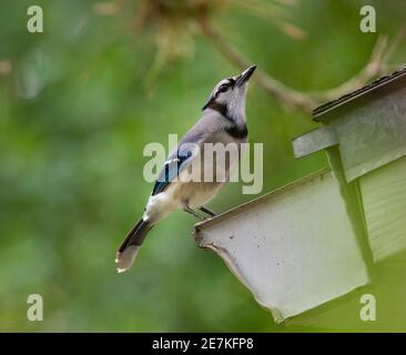 Blue Jay (Cyanocitta cristata) trinkt aus der Hausrinne, Fort Myers, Florida, USA. Stockfoto