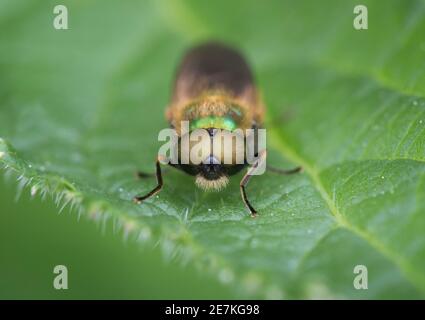Broad Centurion Fly (Chloromyia formosa) West Sussex, Großbritannien Stockfoto