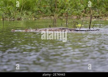 Zentralafrikanisches Schlank-Schnauzkrokodil (Mecistops leptorhynchus) Loango-Nationalpark, Gabun, Zentralafrika. Vom Aussterben bedroht Stockfoto